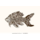 The Feathered Fish