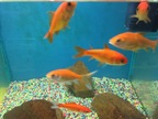 The Pet Superstore